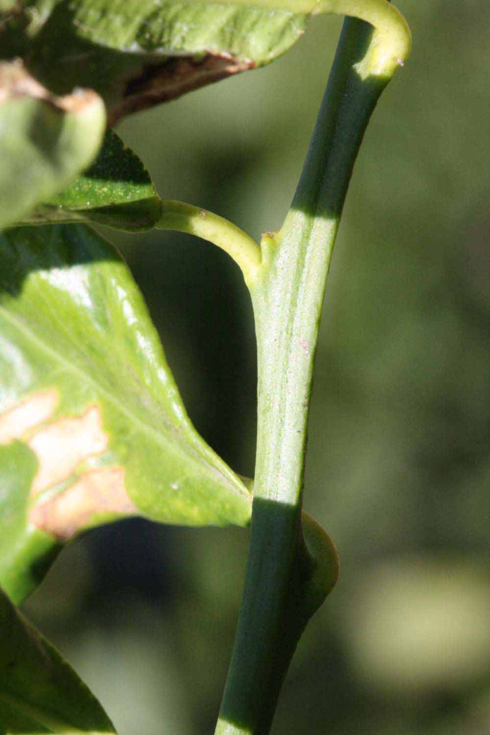            First year twig (Riverside, CA)   